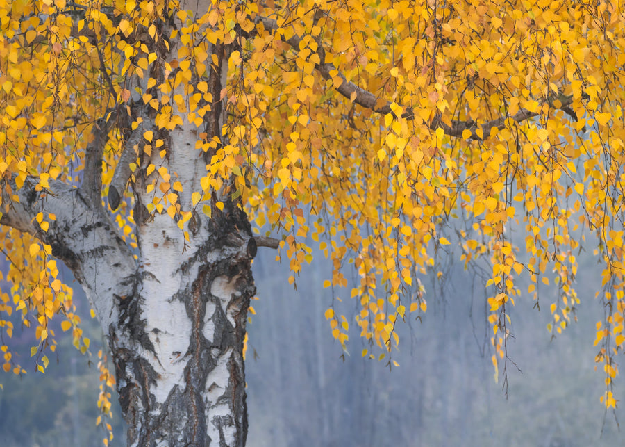 Autumn in the High Country April 2025