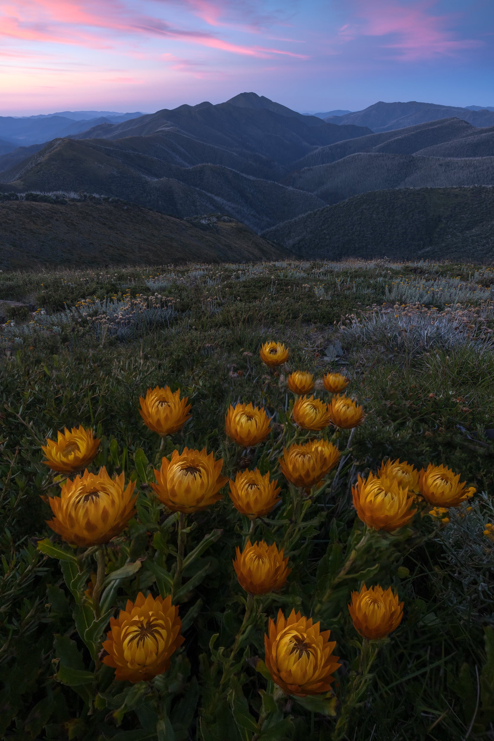 Colours of the Alpine