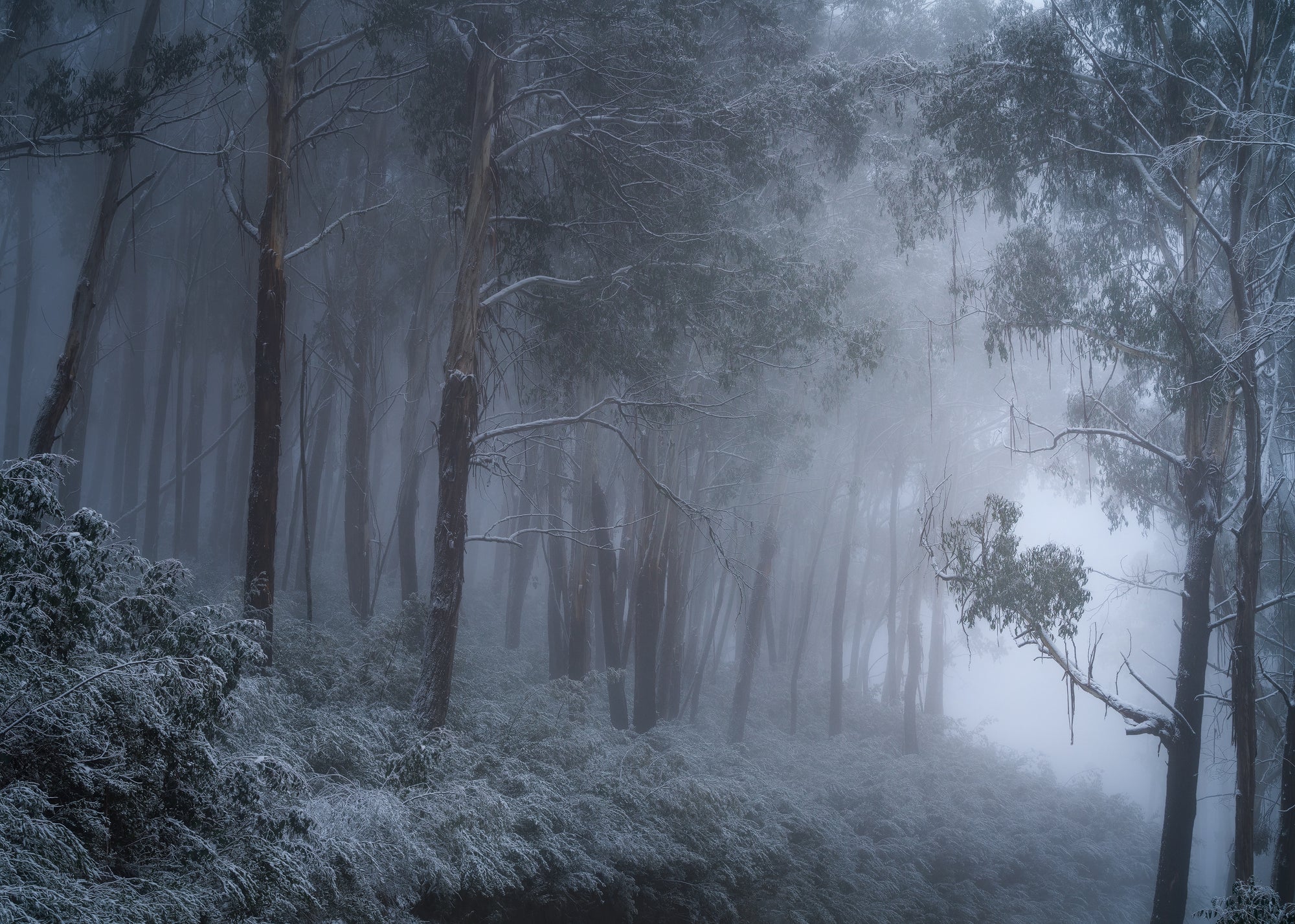 Mist in the Woods