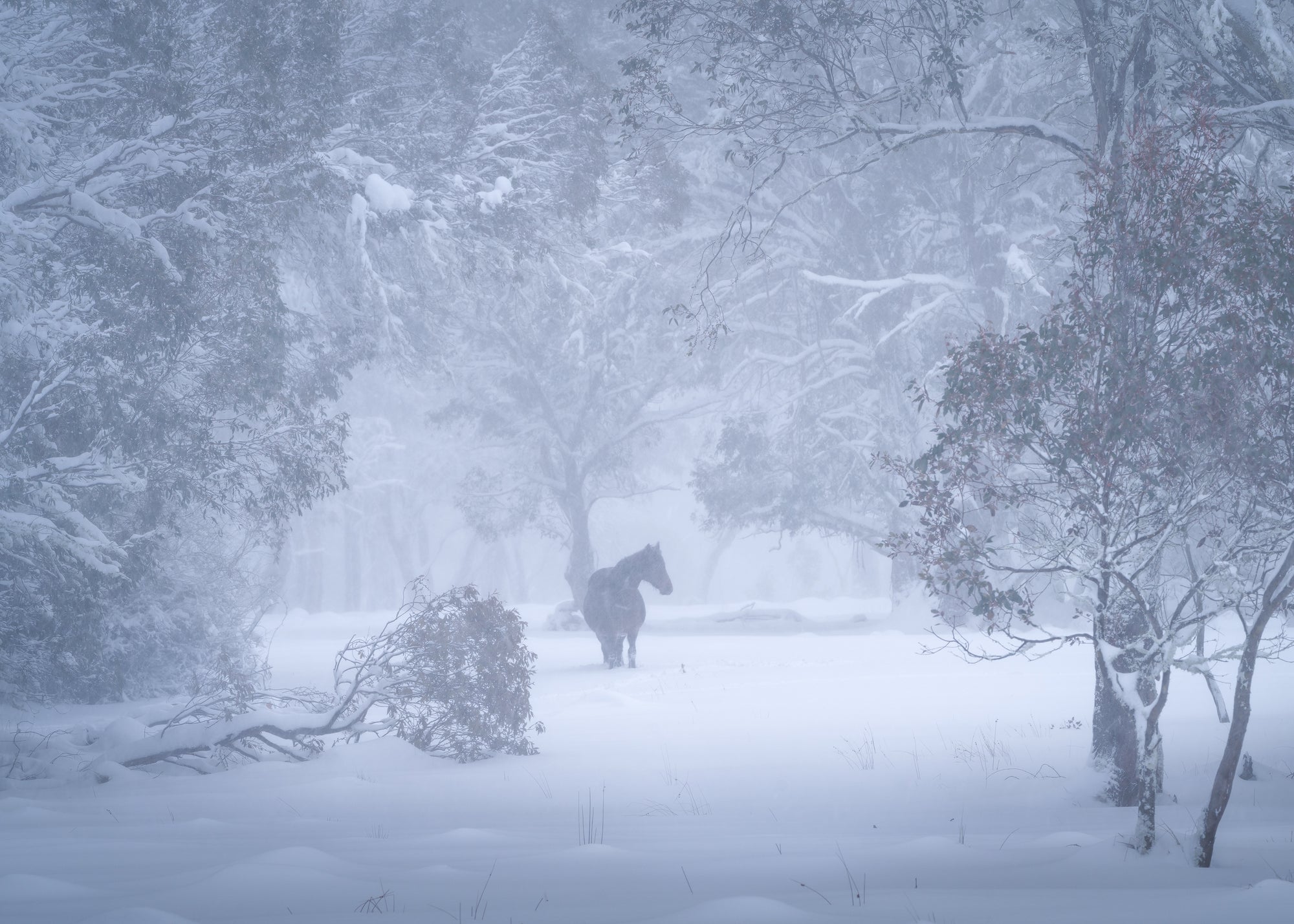 Alpine Brumby